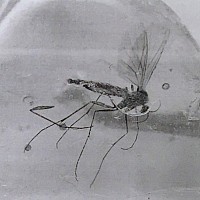 Natural History - Insect in Polished Baltic Amber